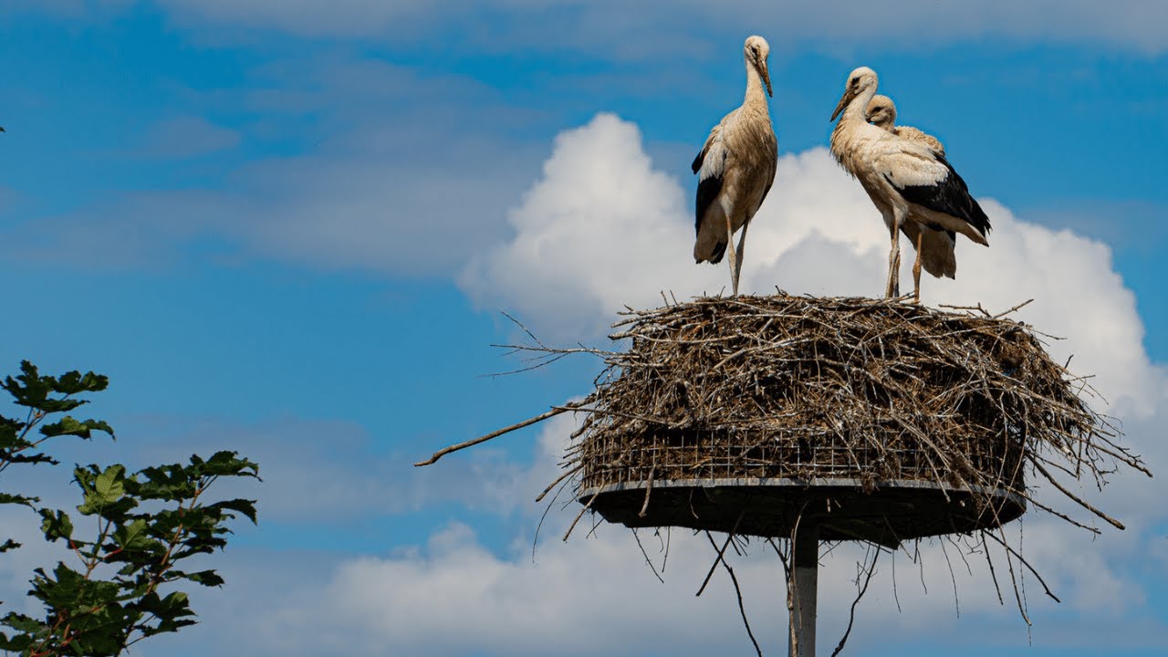 Nature's Feathered Friends