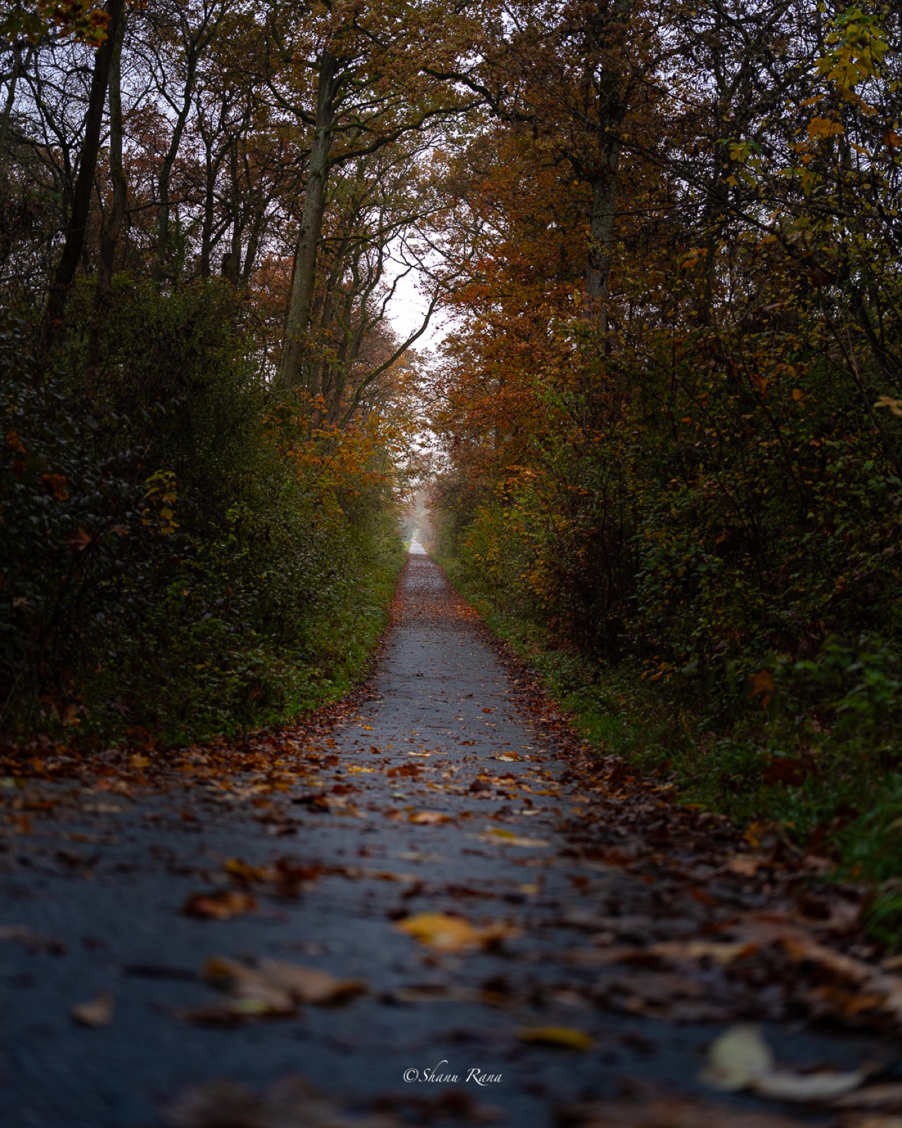 Tree-lined lane covered in autumn leaves