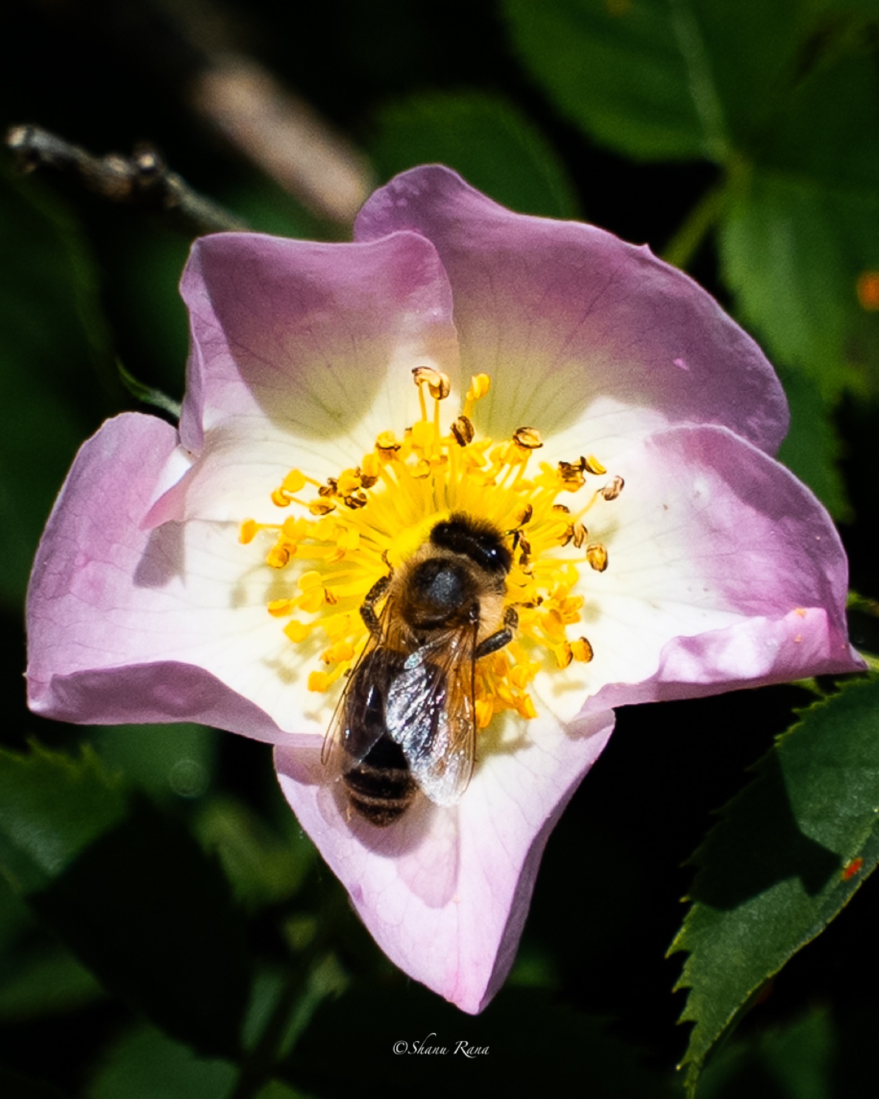 Honeybee inside a pink wild rose