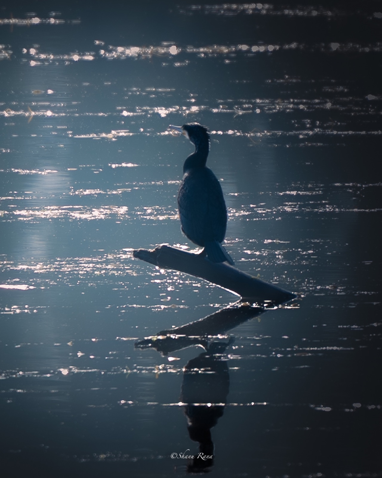 Cormorant silhouetted on a branch over glittering water