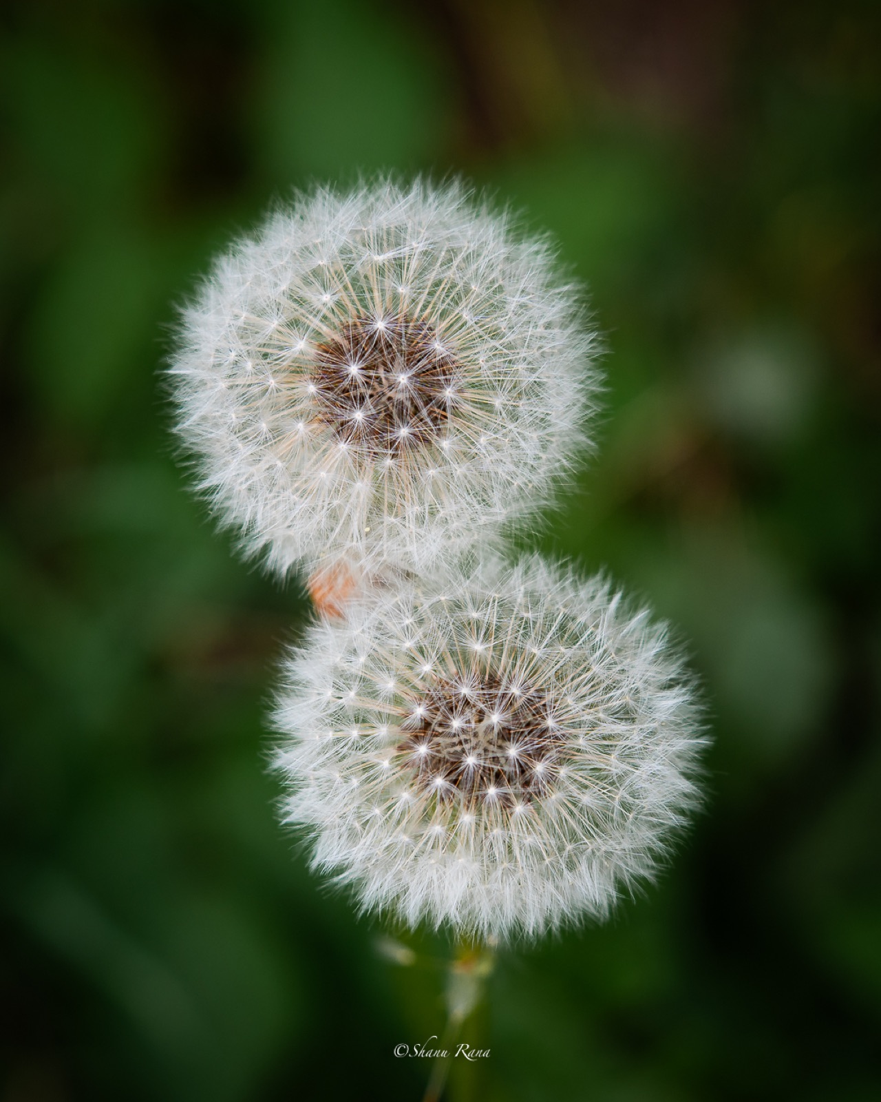 Two dandelion seed heads against soft green