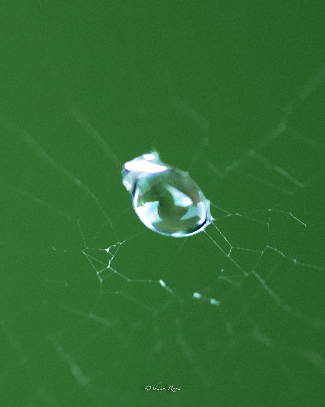 Water drop suspended in a spider web