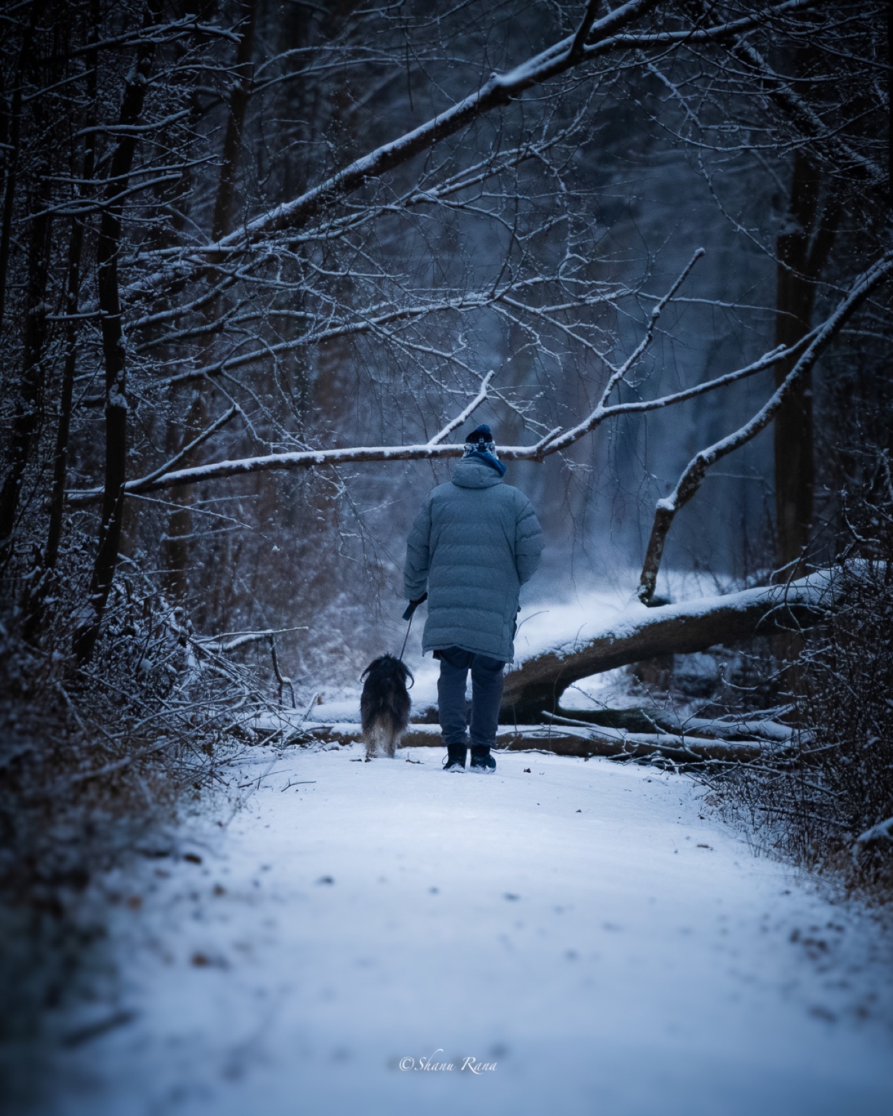 Person walking a dog on a snowy forest path