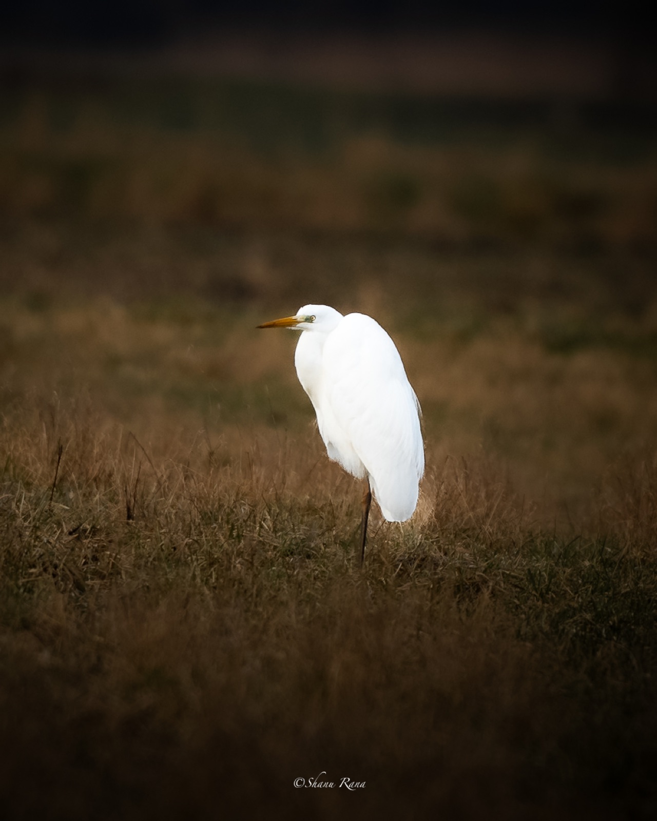 Great egret standing in a dark field