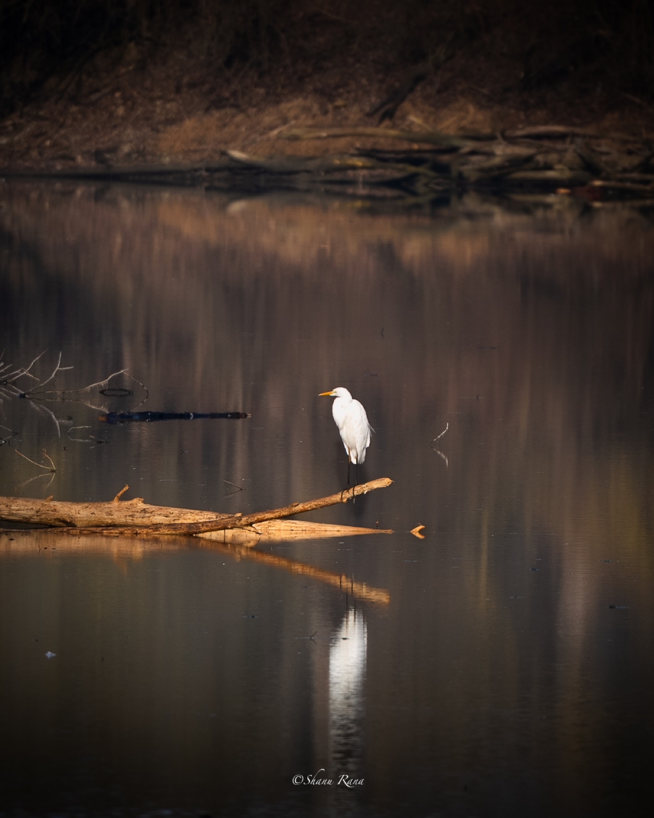 Great egret standing on a log over still water