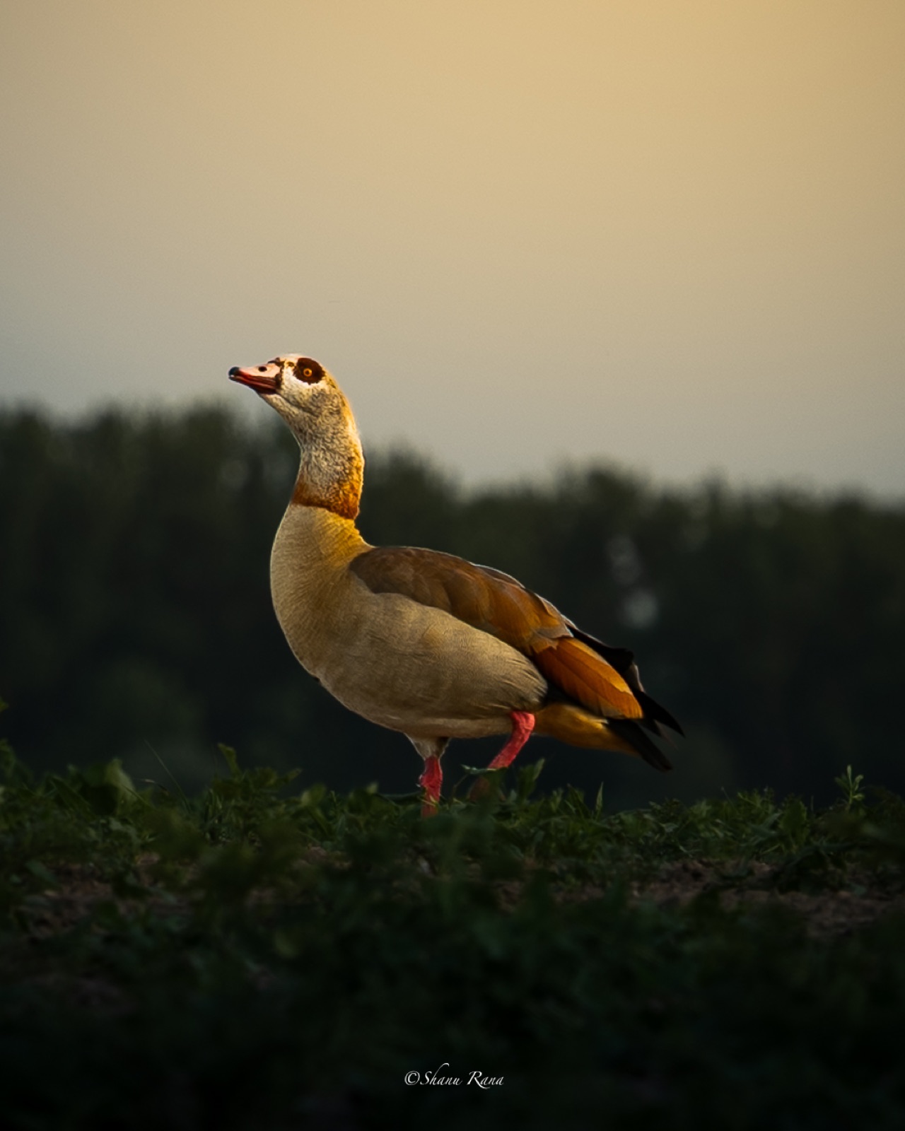 Egyptian goose walking through a field at dusk