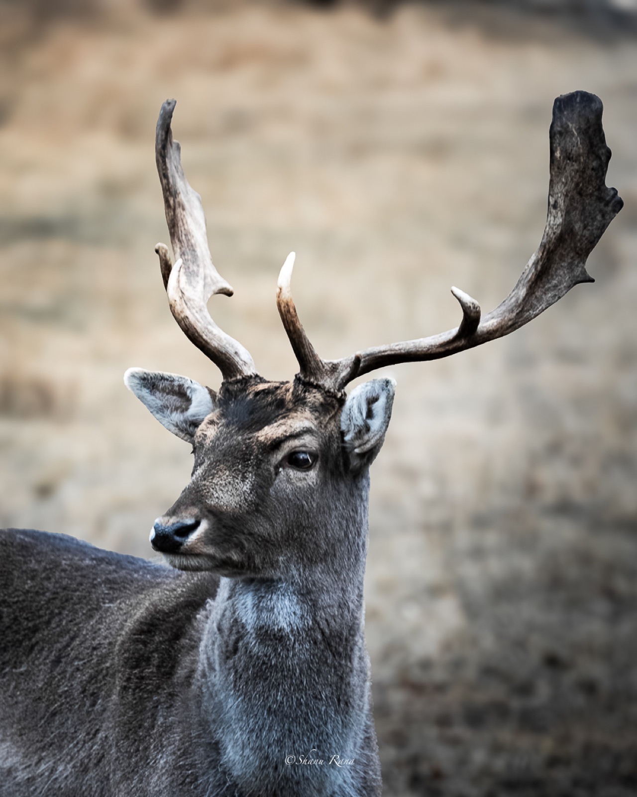 Fallow deer buck with broad antlers
