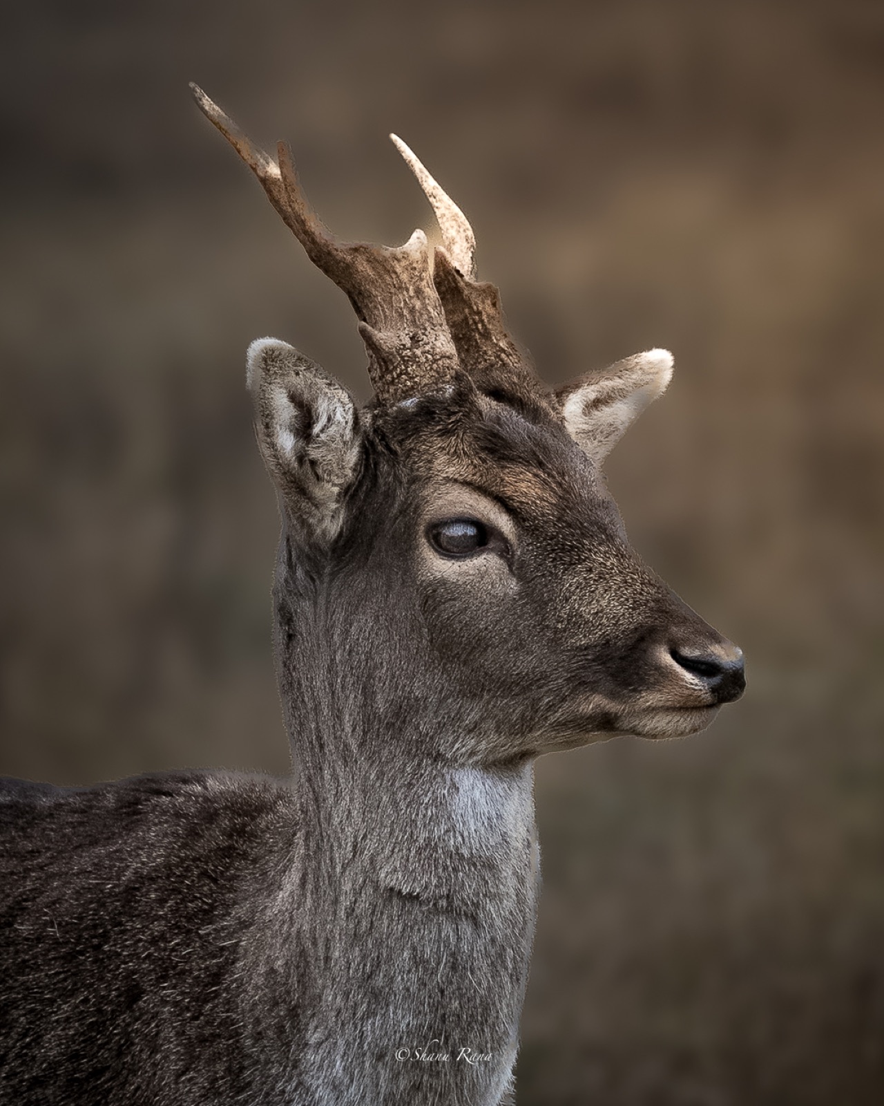Portrait of a fallow deer with antlers