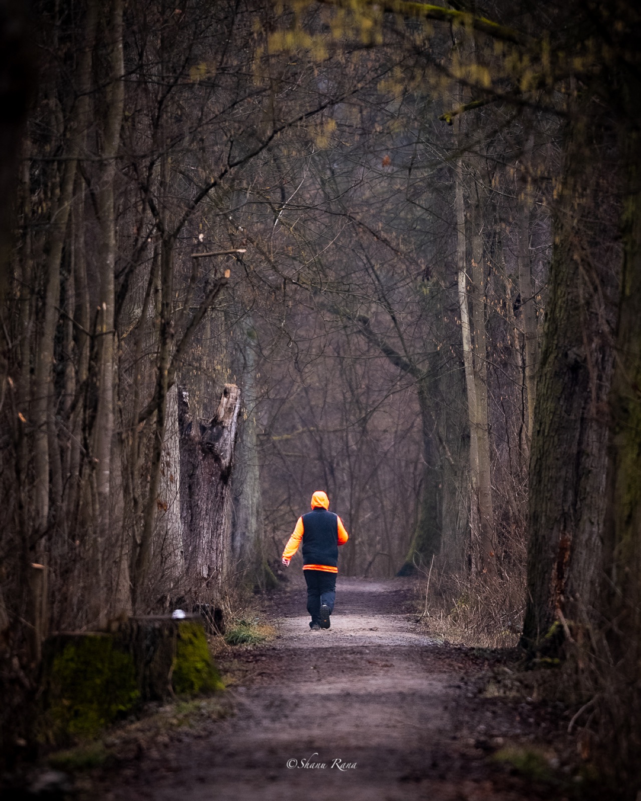 Walker in an orange jacket on a bare forest path