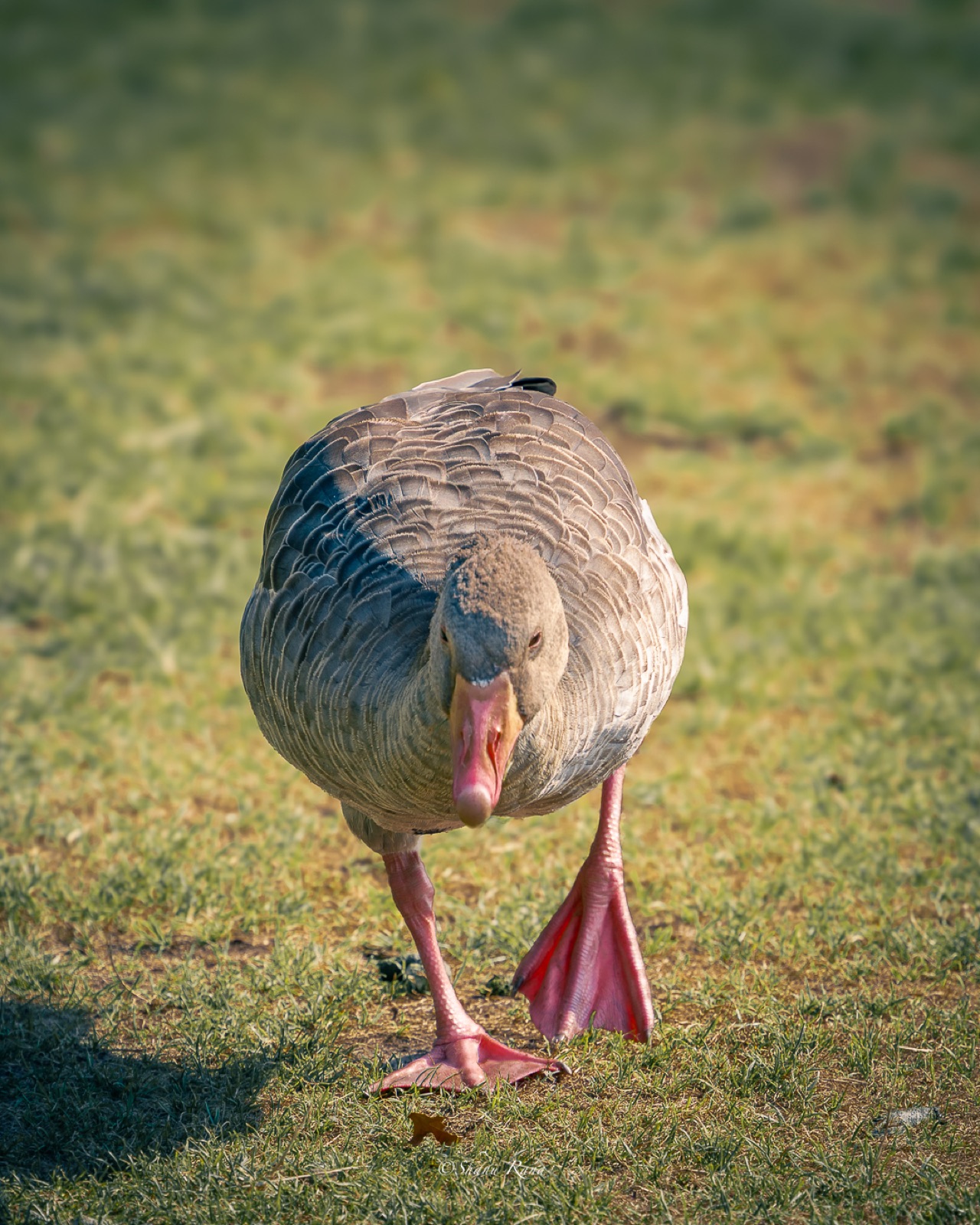 Greylag goose walking towards the camera