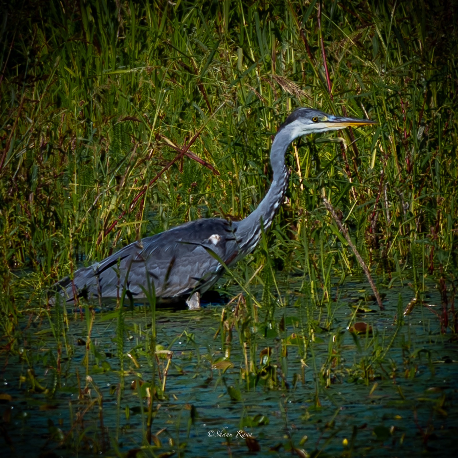 Grey heron wading through green reeds