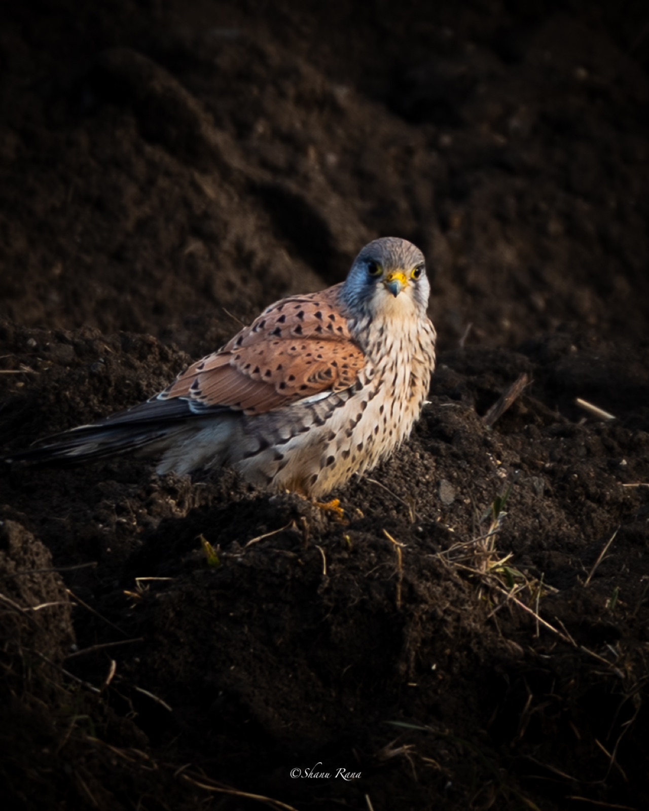 Kestrel sitting on dark soil