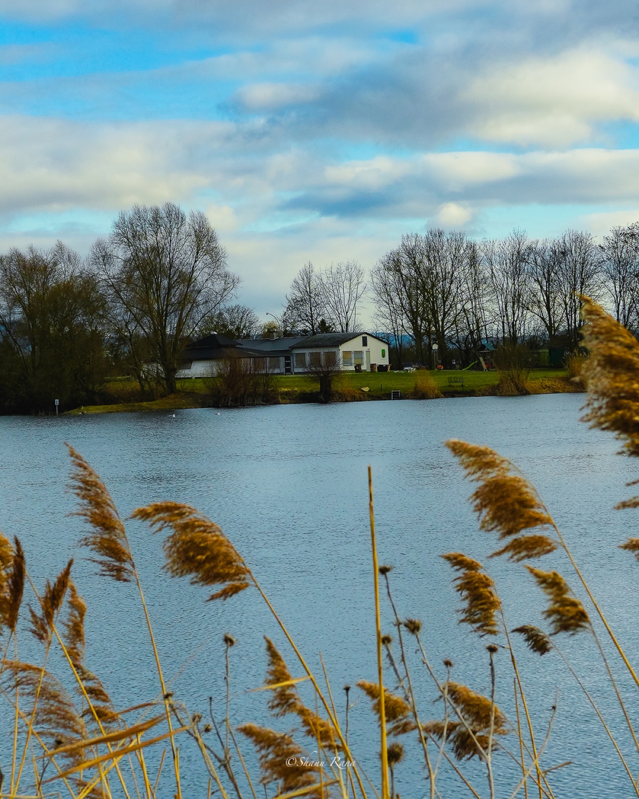 Lake seen through golden reeds under a blue sky