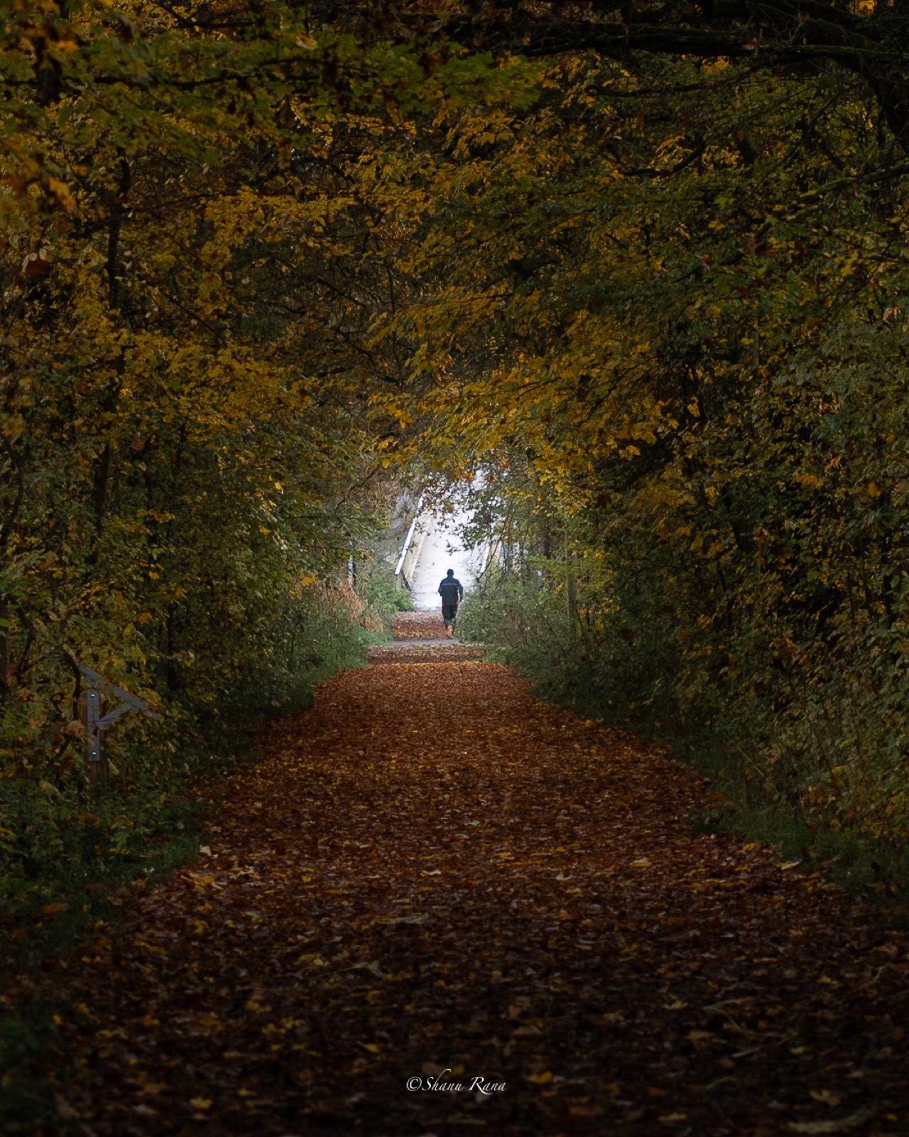 Runner in a tunnel of autumn trees over a leaf-covered path