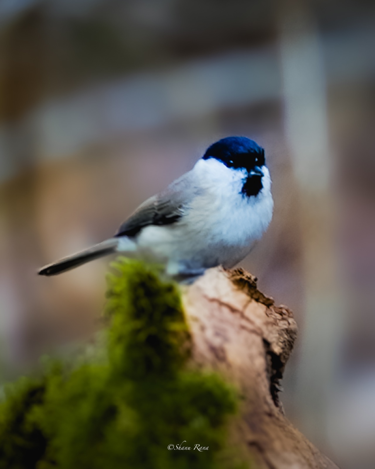 Marsh tit perched on a mossy stump