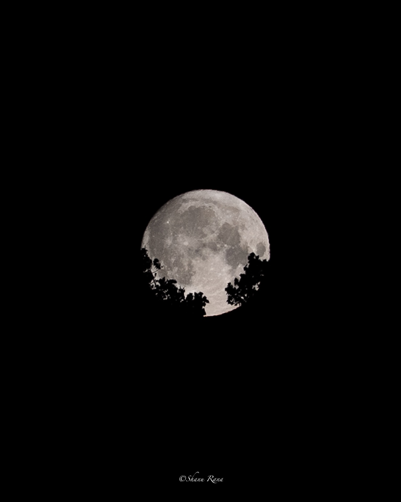Full moon rising behind silhouetted branches