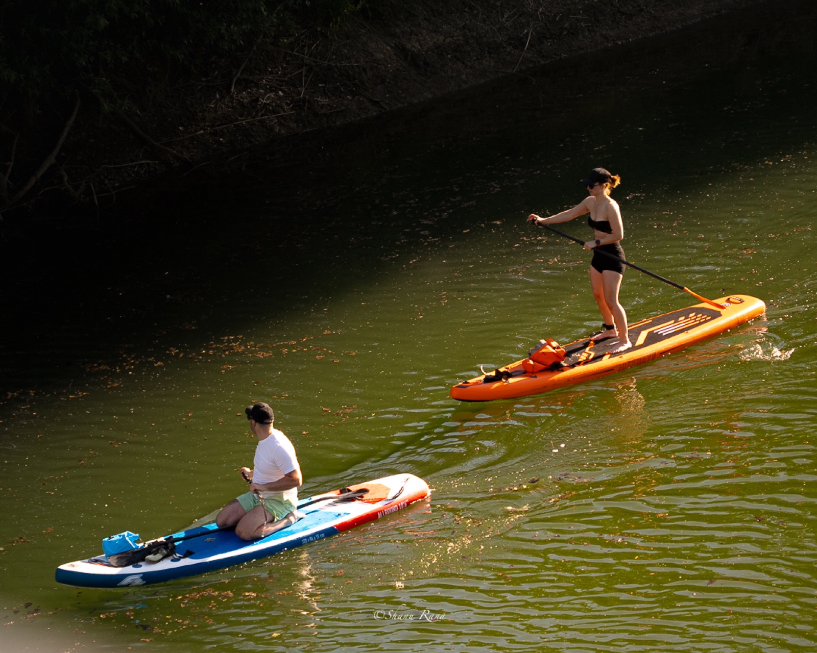 Two paddleboarders on green water in evening light