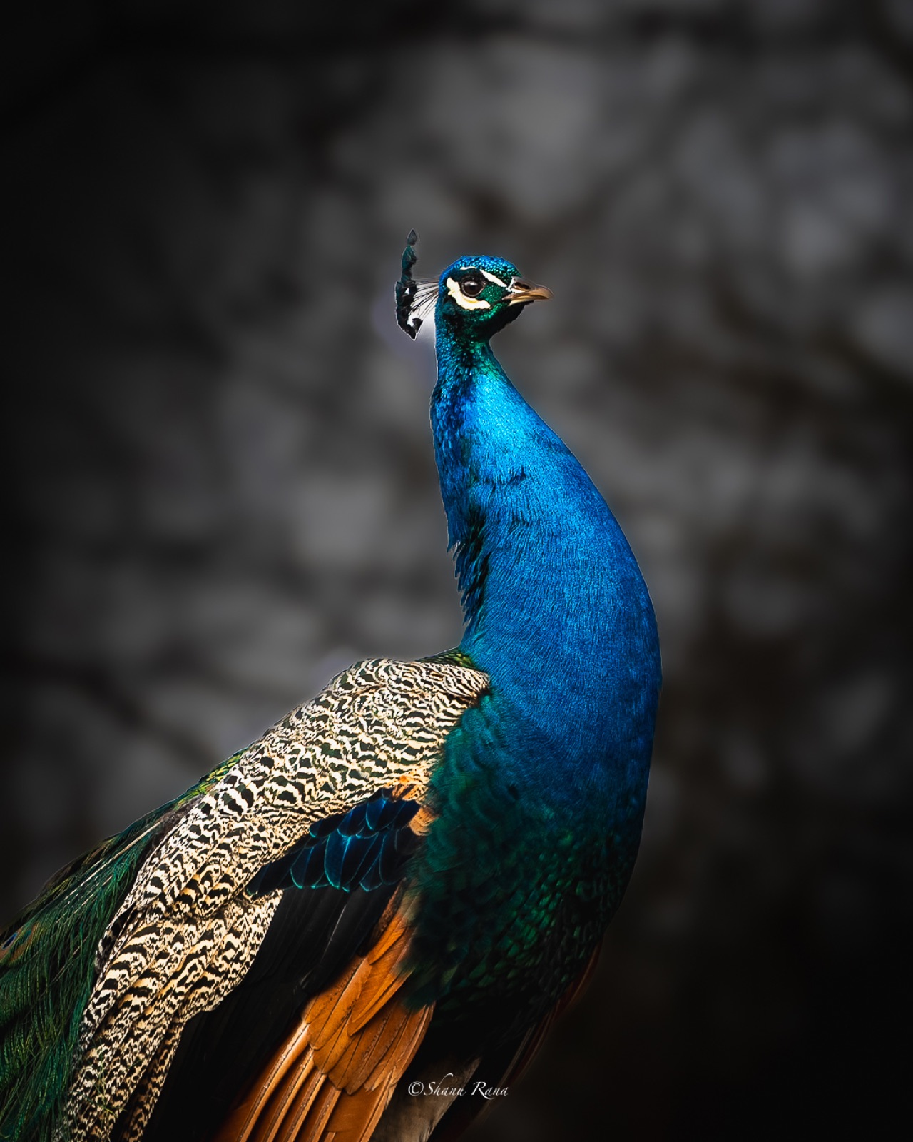 Portrait of a peacock with iridescent blue neck