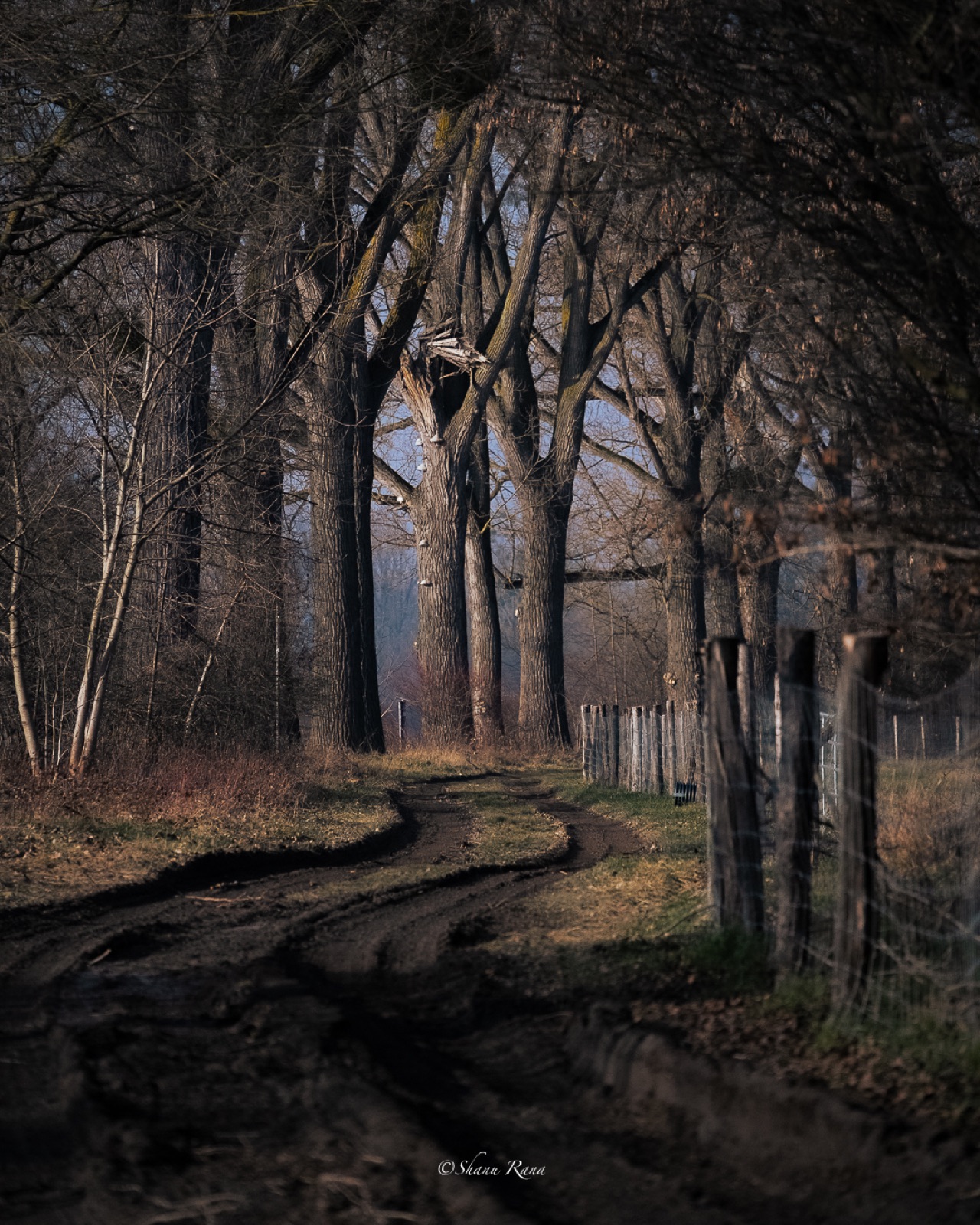 Muddy farm track winding between tall poplar trees
