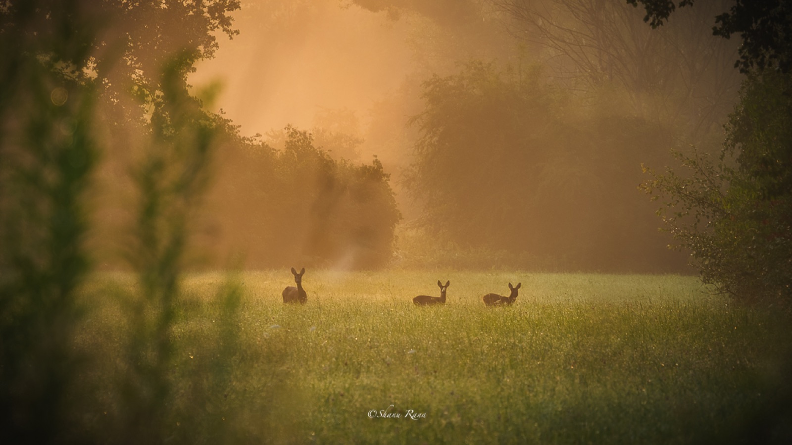 Three roe deer in a misty golden meadow at sunrise