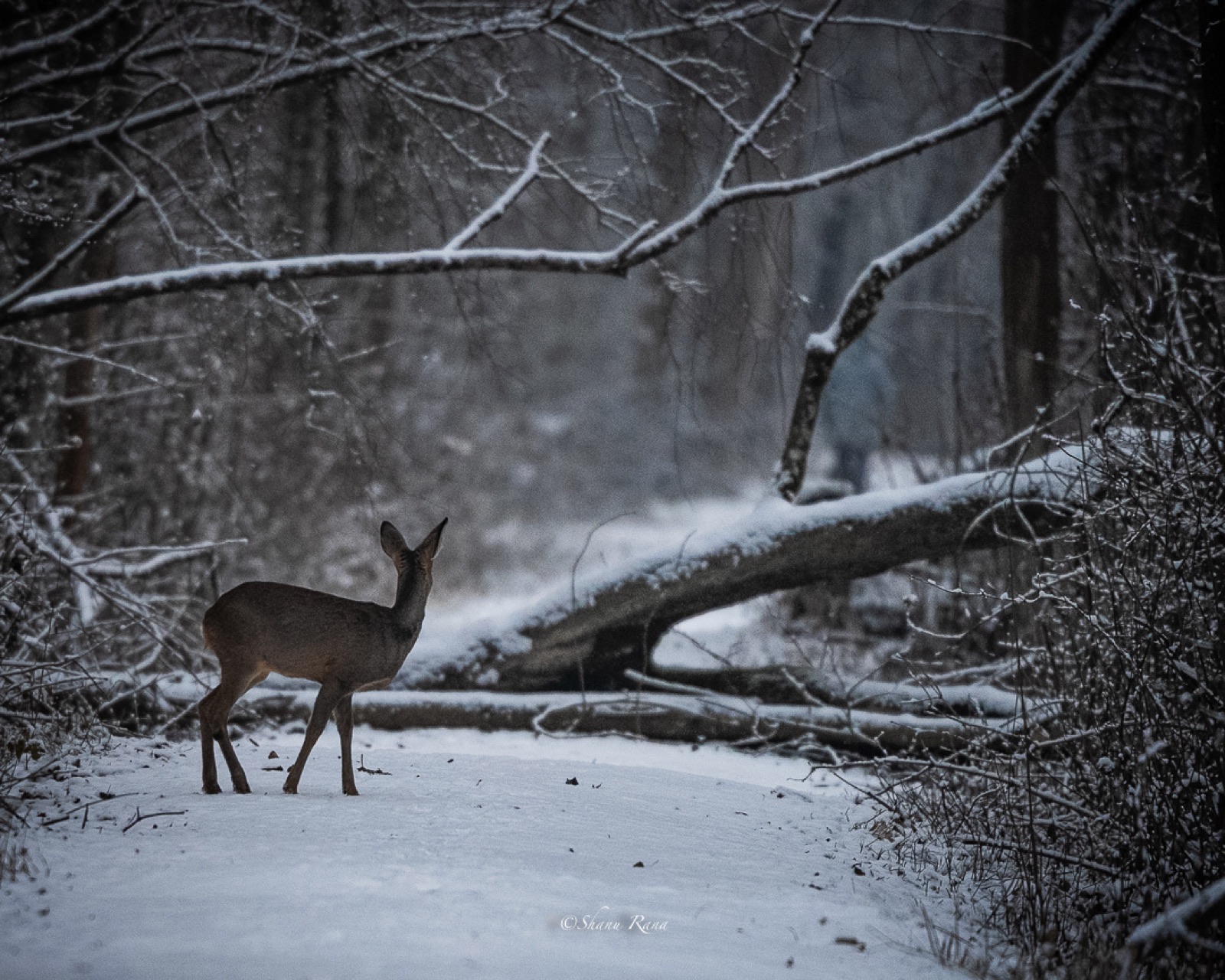 Roe deer standing on a snow-covered forest path