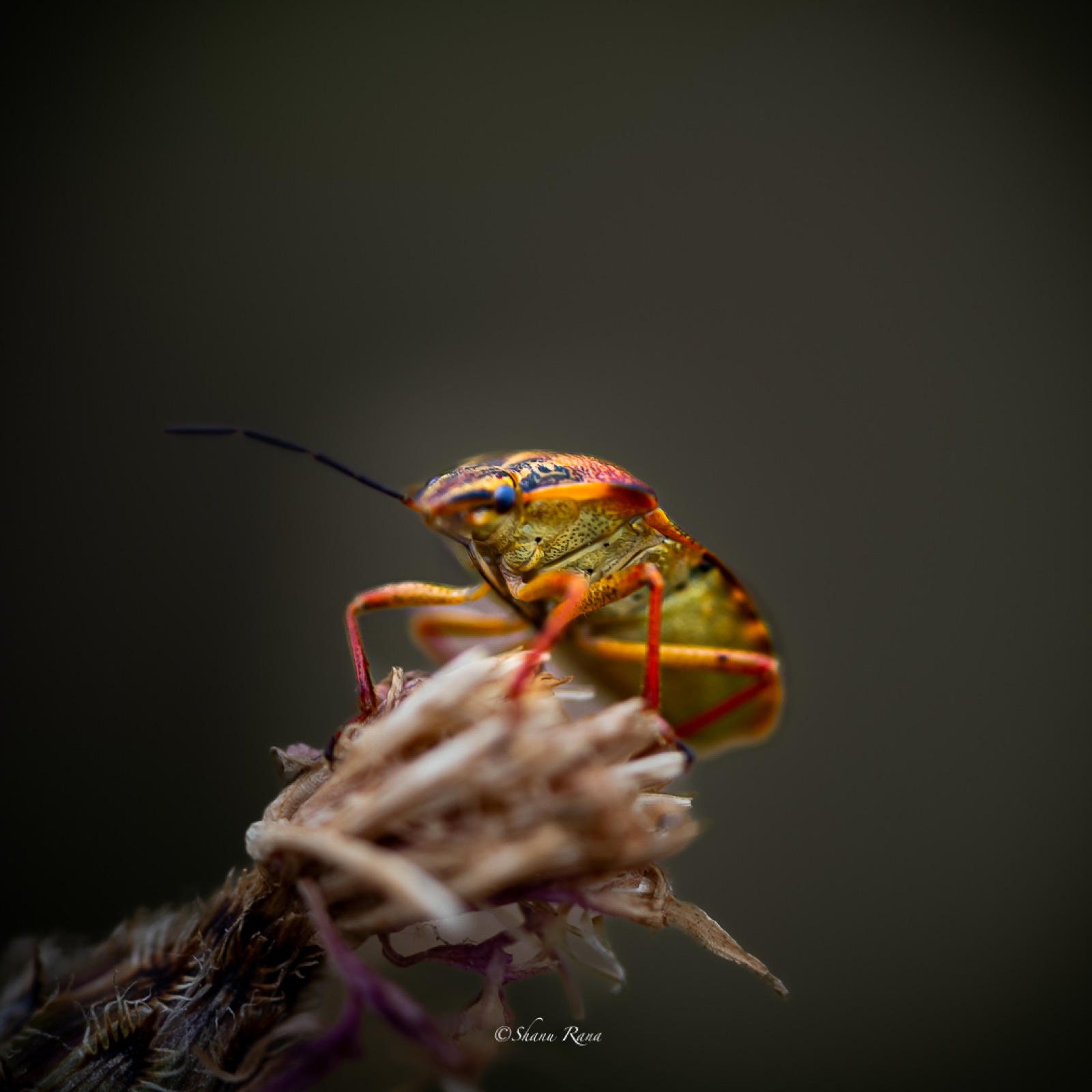 Colourful shield bug on a dried flower head