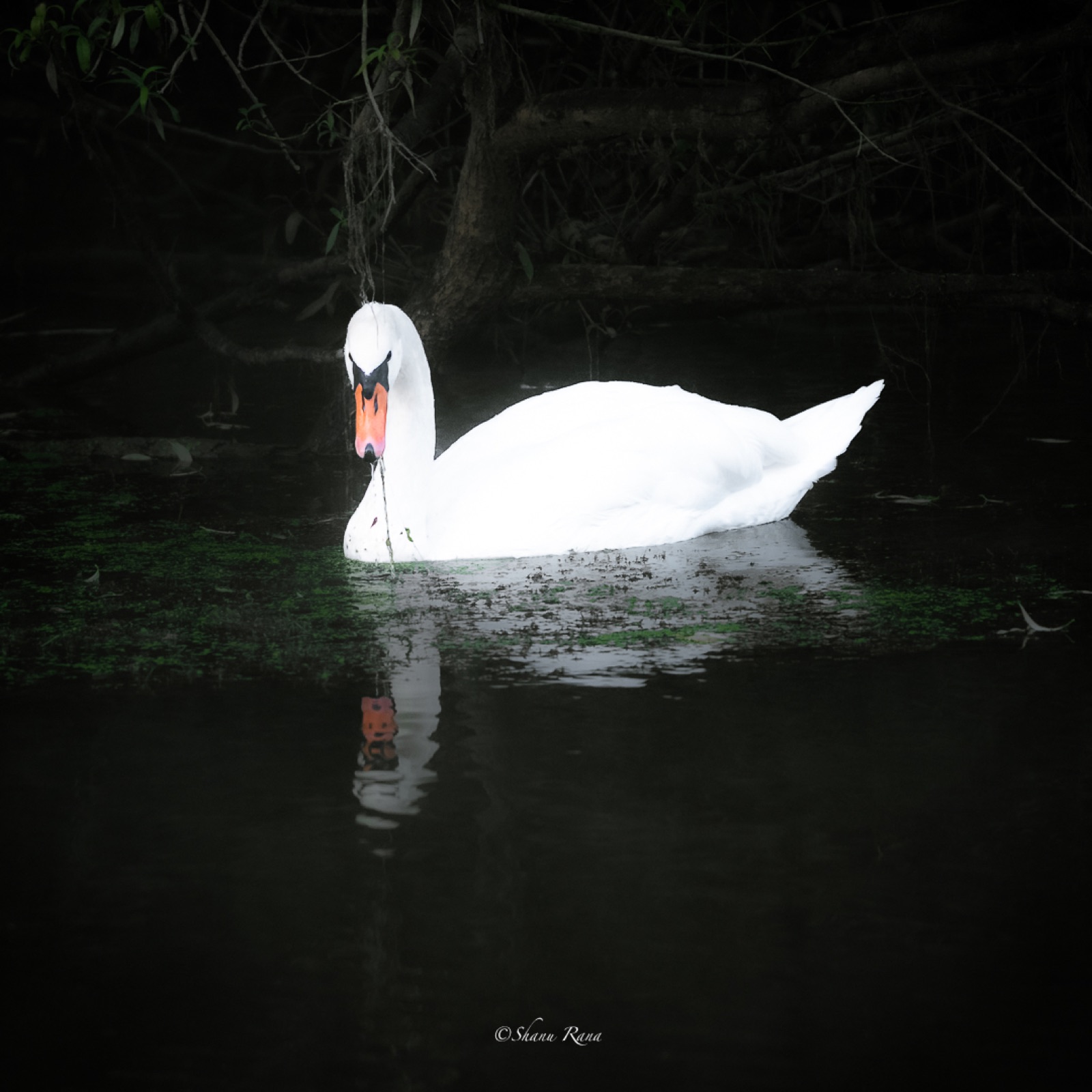 White swan glowing against dark water