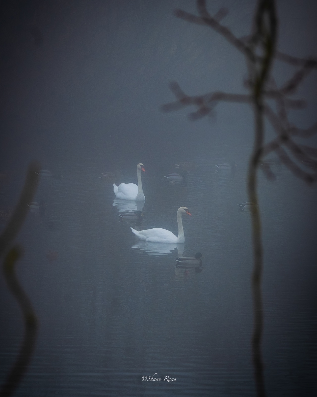 Swans swimming among ducks in dense fog