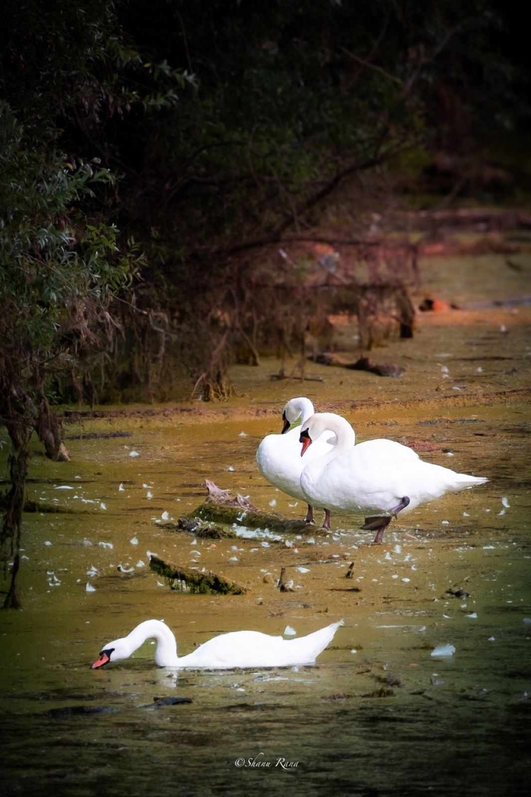 Three swans in golden marsh water