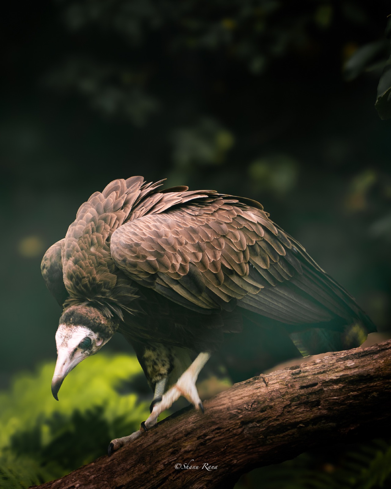Hooded vulture perched on a fallen log