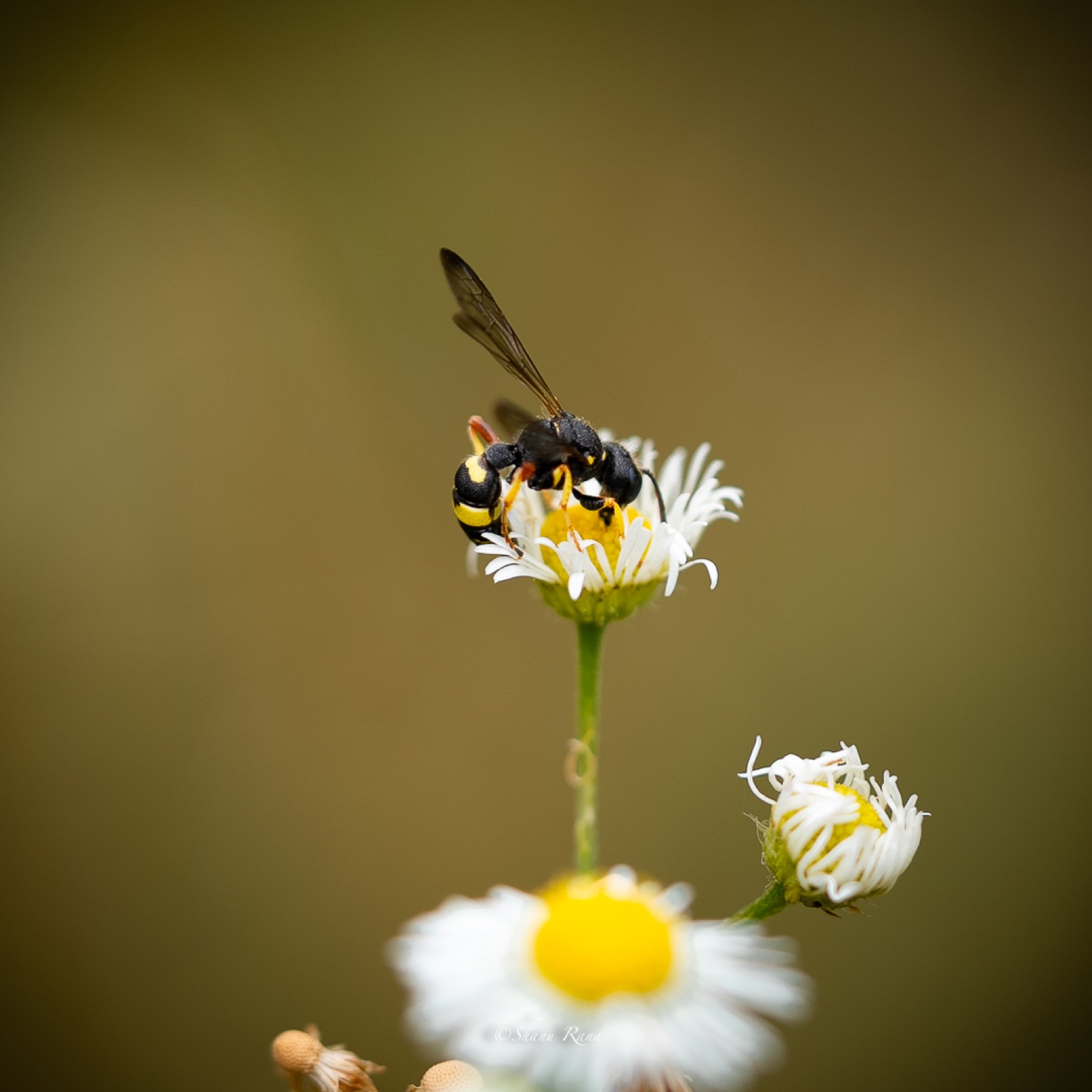 Black and yellow wasp on a small daisy