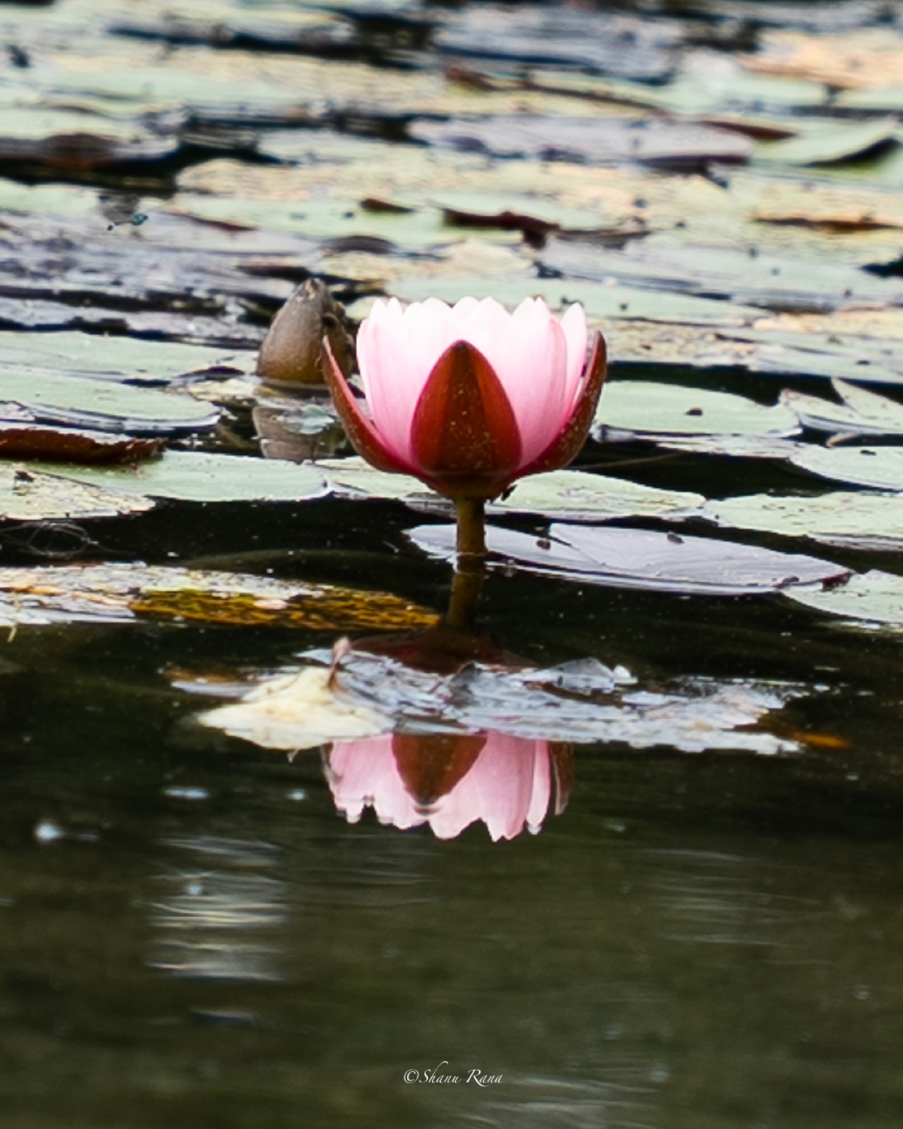 Pink water lily reflected in dark pond water